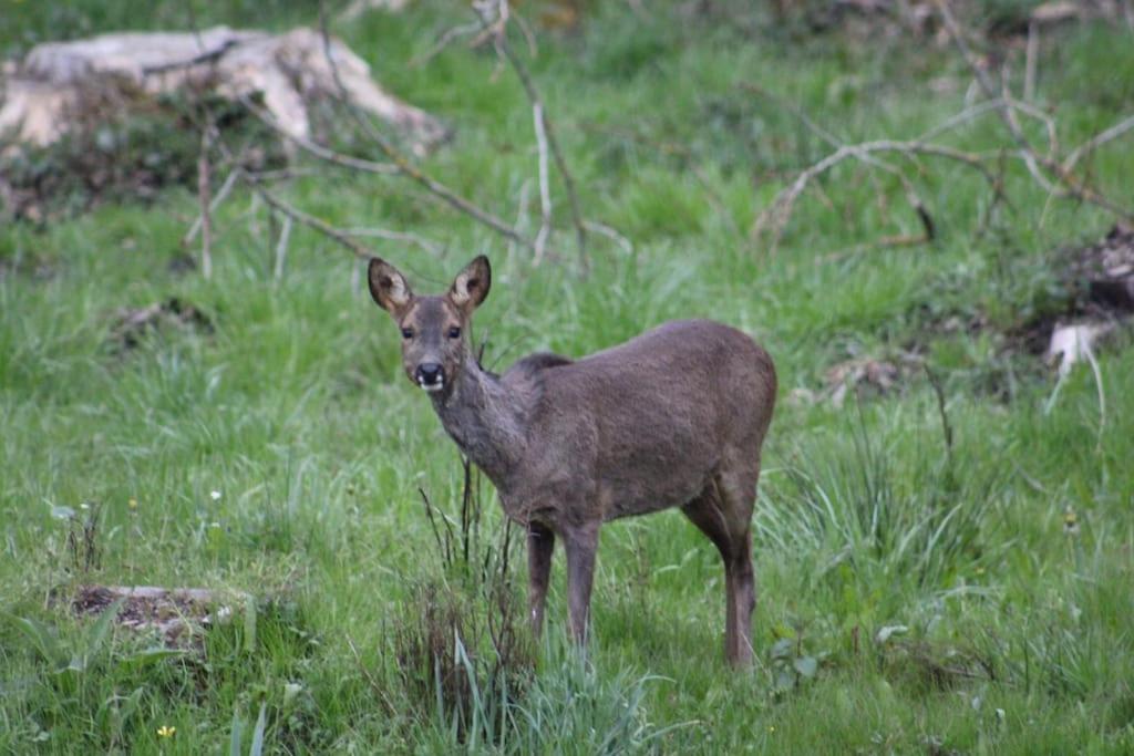 Gite La Cabuche Proche Du Zoo De Beauval Le Controis-en-Sologne Extérieur photo