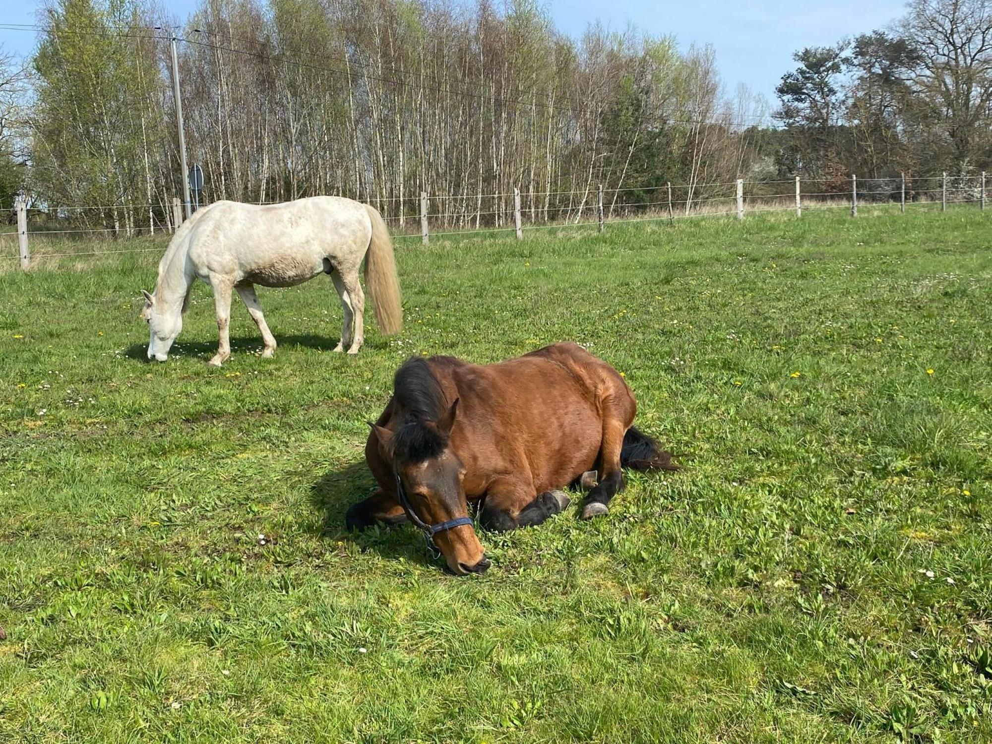 Gite La Cabuche Proche Du Zoo De Beauval Le Controis-en-Sologne Extérieur photo